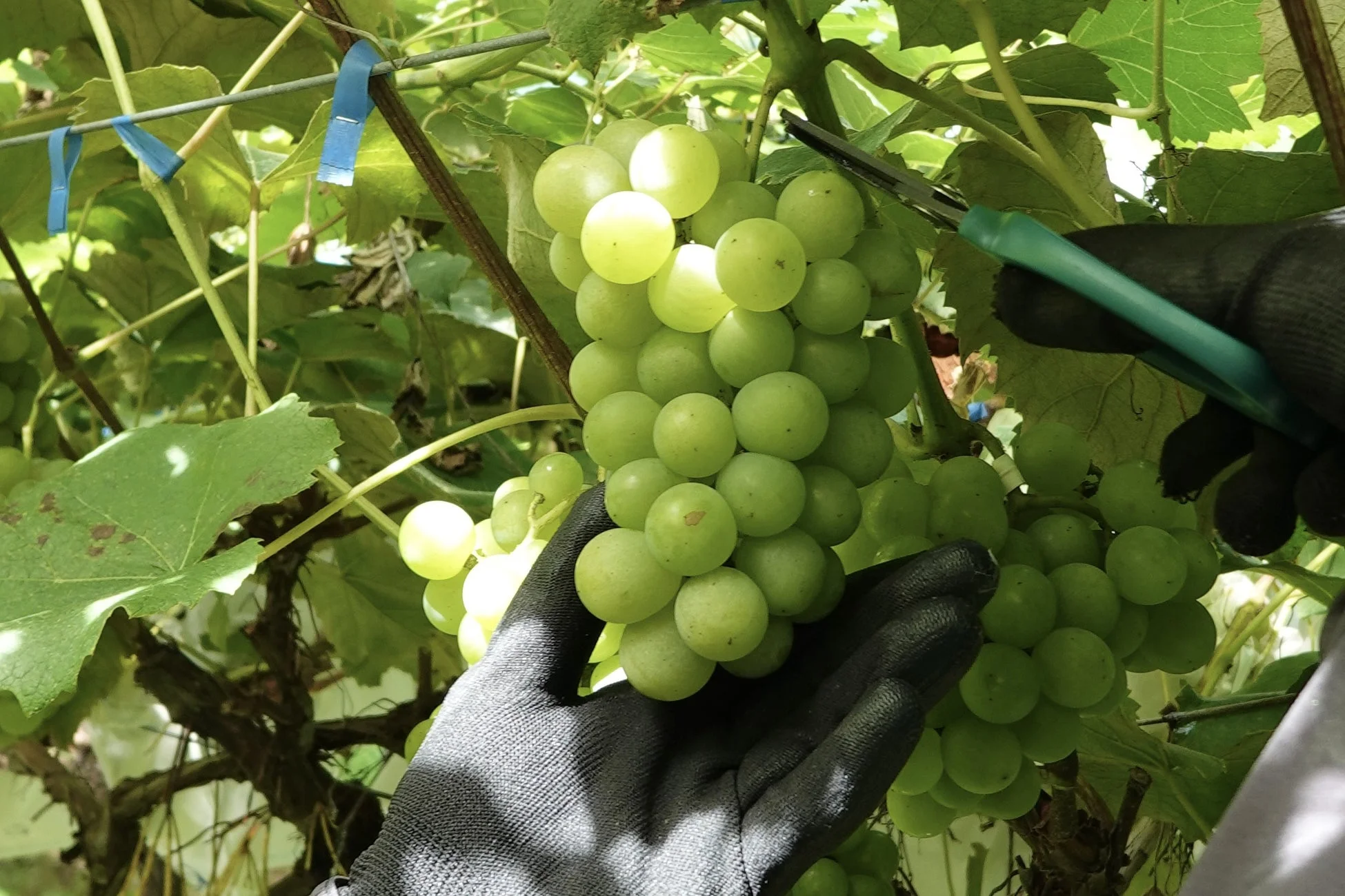 ぶどうの収穫風景