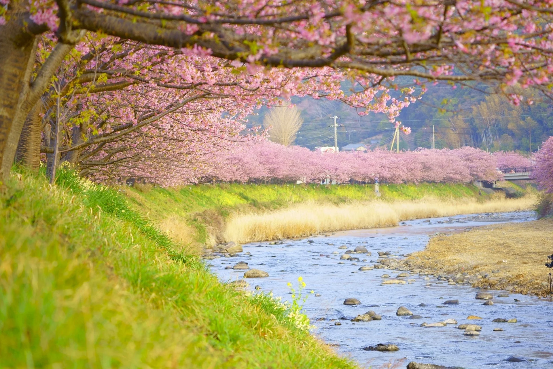 満開の桜並木が川の両岸に広がる日本の春の風景