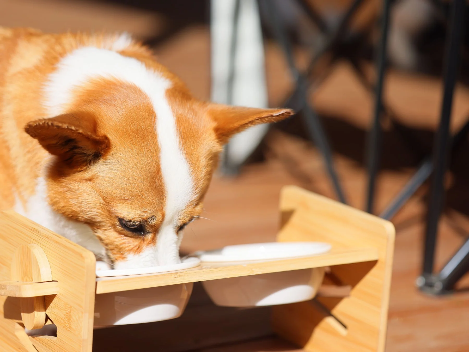 日差しが当たる場所で、コーギーが木製のスタンドに置かれたフードボウルから食事をしている様子